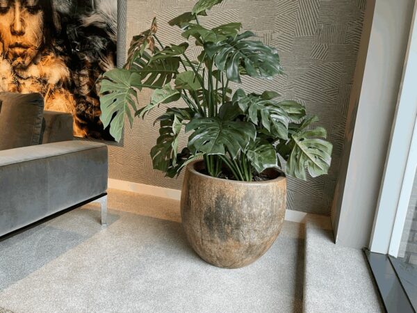Victor Boeren Interieurs Houten plantenpot met plant Planten Showroommodel 1